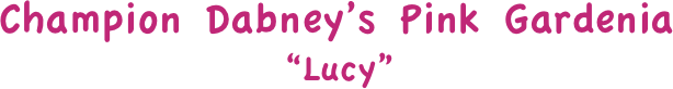 Champion Dabney’s Pink Gardenia
“Lucy”