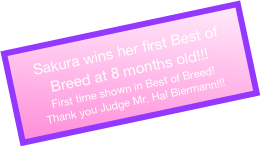 Sakura wins her first Best of Breed at 8 months old!!!
First time shown in Best of Breed!
Thank you Judge Mr. Hal Biermann!!!
