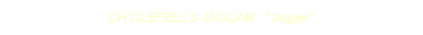 CH CLEFELL’S JAGUAR   “Jagger”